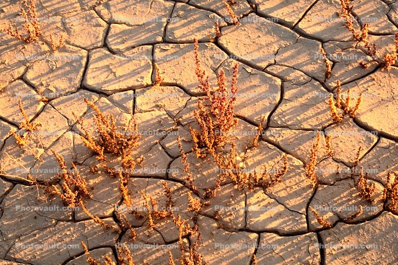 Earth, Dirt, Dry, Mud, Cracks, Cracked, Arid, Drought, Dessicated, Parched, Craquelure