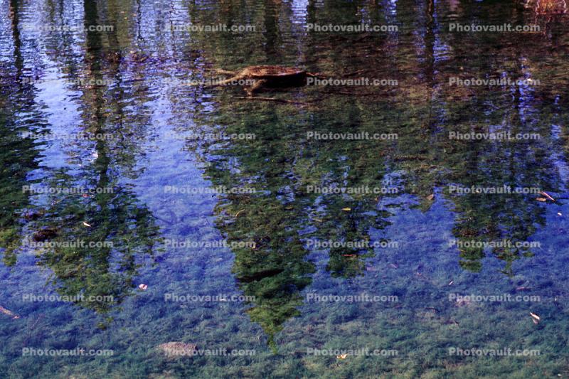 Pond, Lake, Clear, Water Reflection, Trees, water, Wet, Liquid