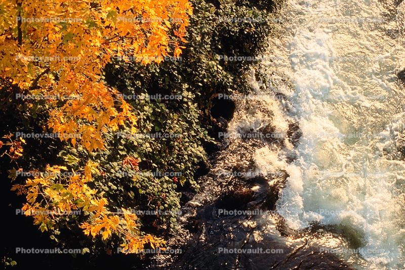 Riverbank, Deciduous Trees, Wet, Liquid, Water, autumn