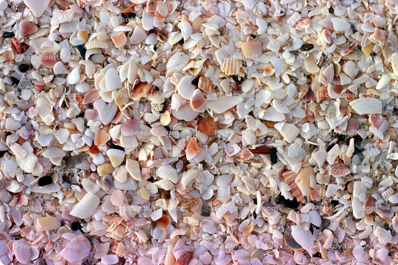 Seashells, Shells