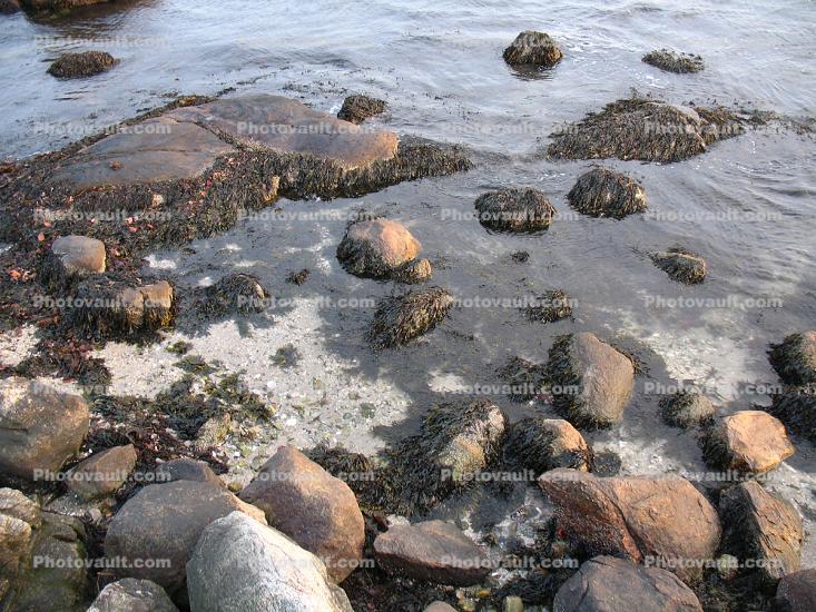 Wet Rocks, Water, low tide, seaweed, Tidepools, salty tide pools
