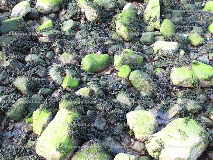 Green Moss on wet rocks, low tide, seaweed, Tidepools, salty tide pools