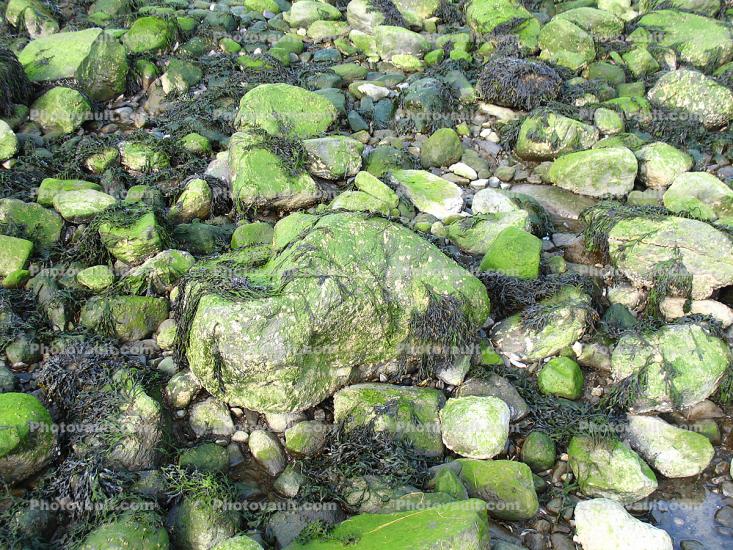 Green Moss on wet rocks, low tide, seaweed, Tidepools, salty tide pools