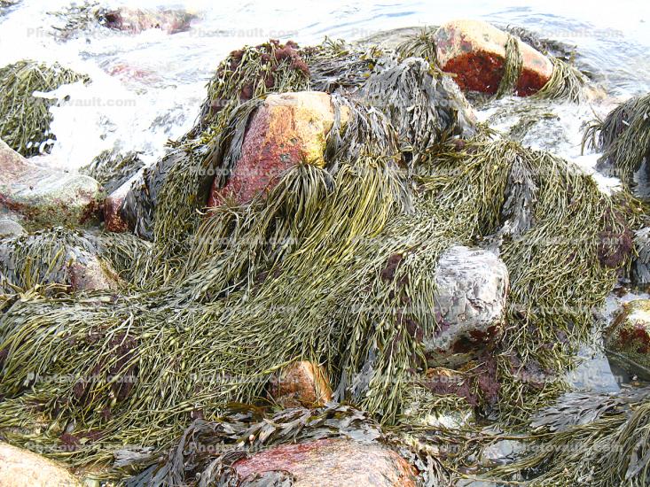 Seaweed on a rock, Seashore