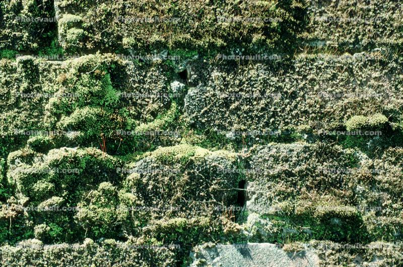 Brick wall, with moss, lichen