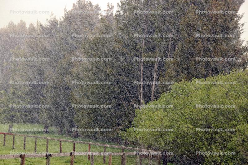 Hail, Trees, Rain