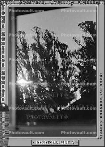 Eucalyptic Trees, Rose Avenue, Cotati, Sonoma County, daytime, daylight