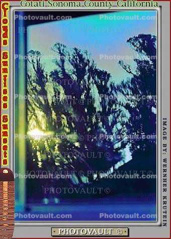 Eucalyptic Trees, Rose Avenue, Cotati, Sonoma County