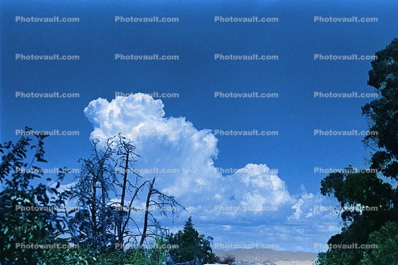 fair weather cumulus , Rose Avenue, Cotati, Sonoma County, daytime, daylight