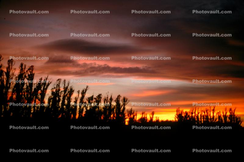 Rose Avenue, Cotati, Sonoma County, Eucalyptus Trees, Sunset, Sunrise, Sunclipse, Sunsight, lenticular