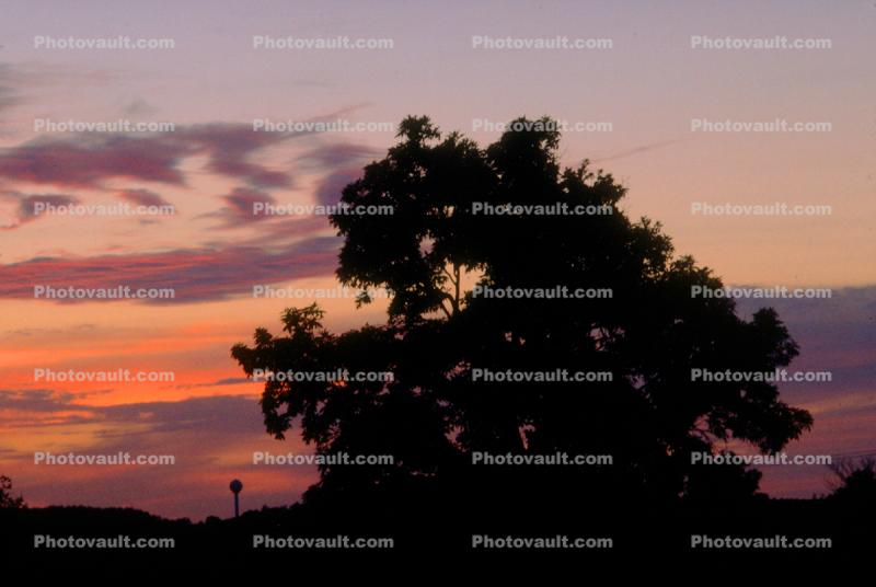 Sunset, Sunclipse, tree