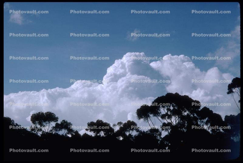 Daytime, trees, cumulus nimbus, Cumulonimbus