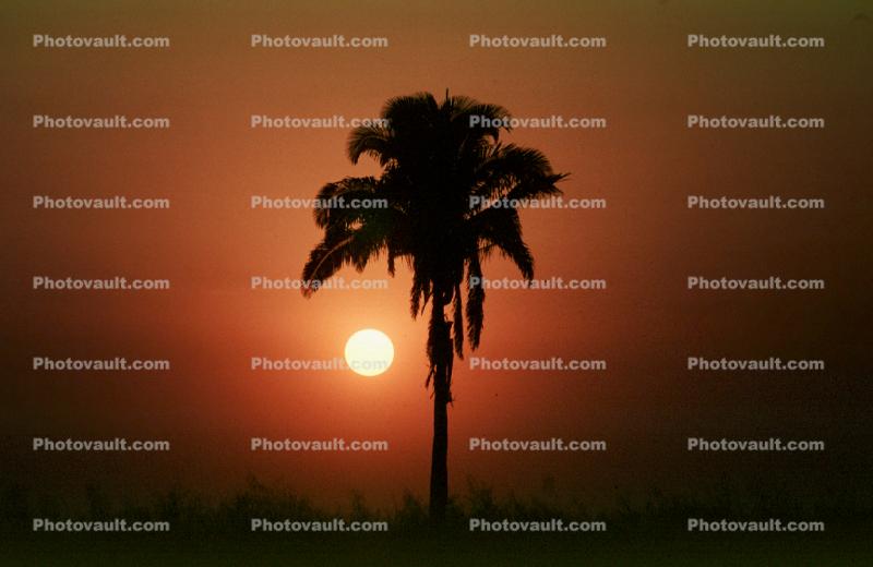 Palm Tree, sunset, Sunrise, Sunclipse, Sunsight