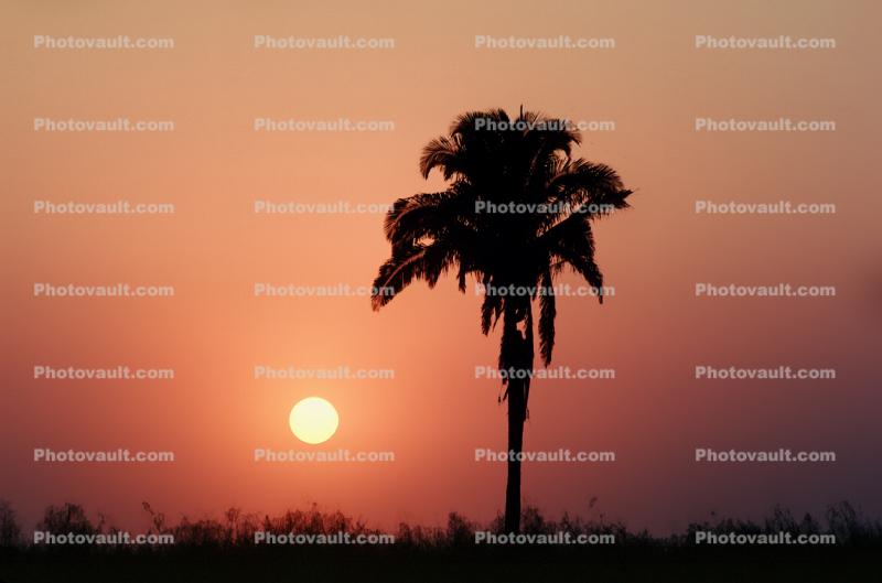 Palm Tree, sunset, Sunrise, Sunclipse, Sunsight