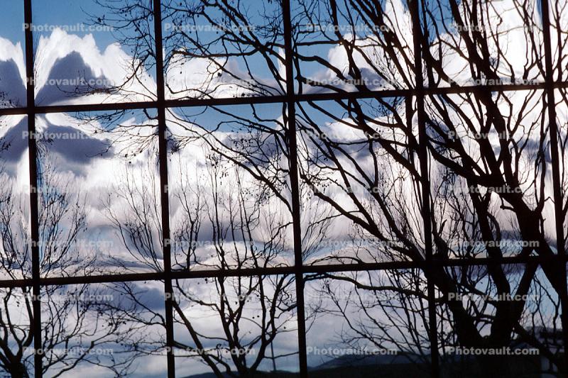 Glass Panes, Reflection, Bare Tree, daytime, daylight