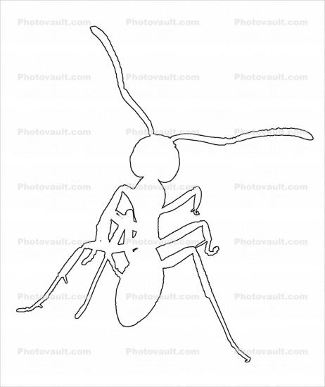 Ant outline, line drawing