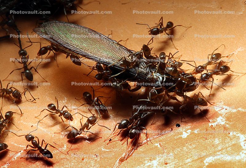 Ants Attack, Dismantling a Termite