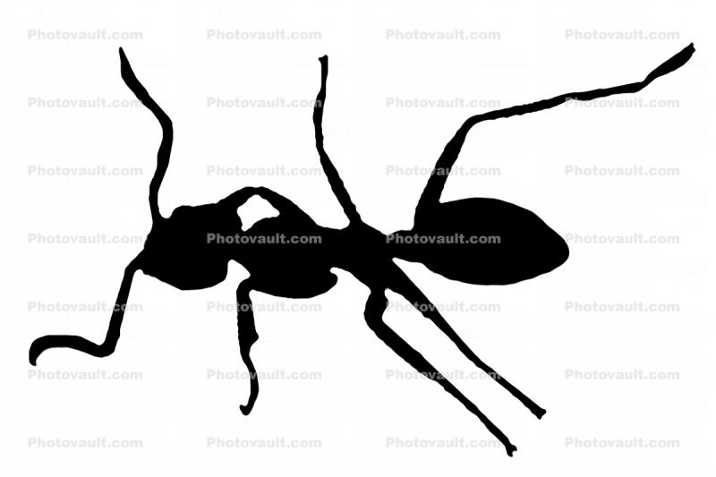 silhouette of an Ant, shape