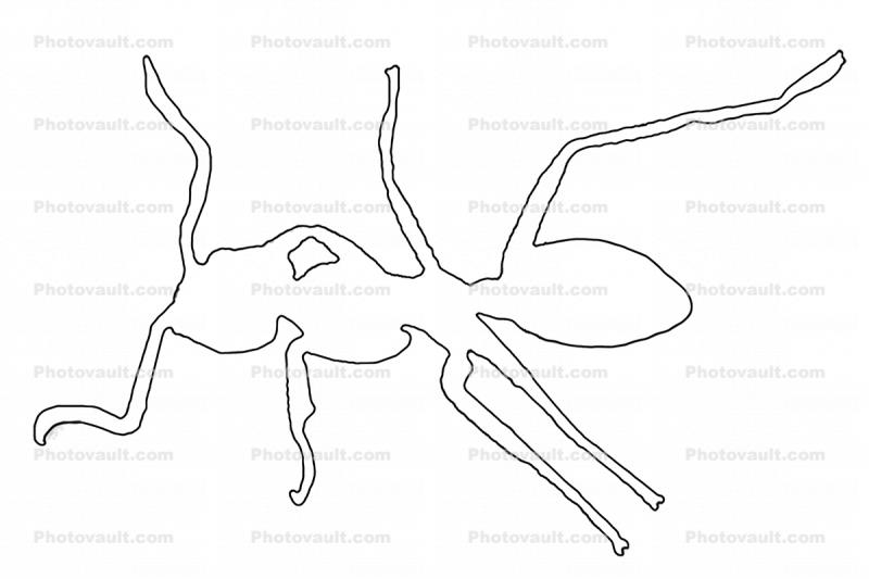 outline of an Ant, line drawing
