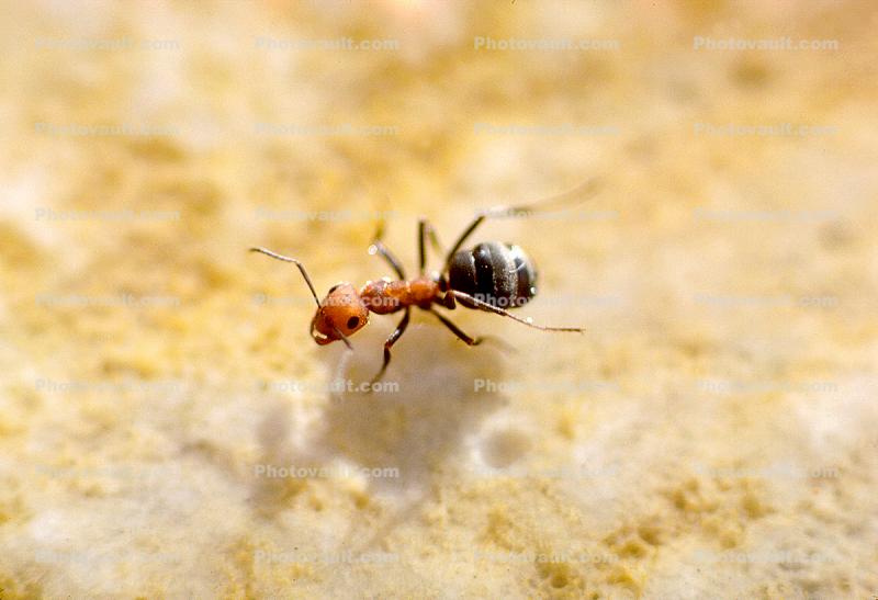 ant walking on water