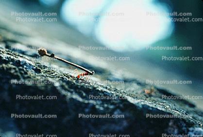 Ant carrying a twig