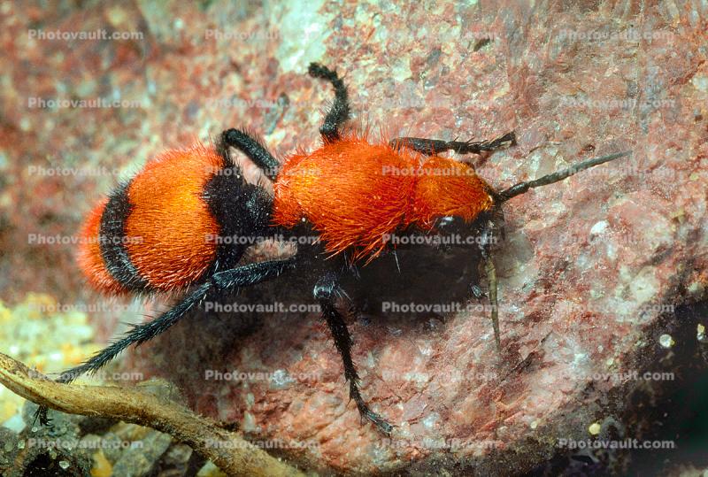 Velvet Ant, Dasymutilla sppSaint, Vespoidea, Mutillidae