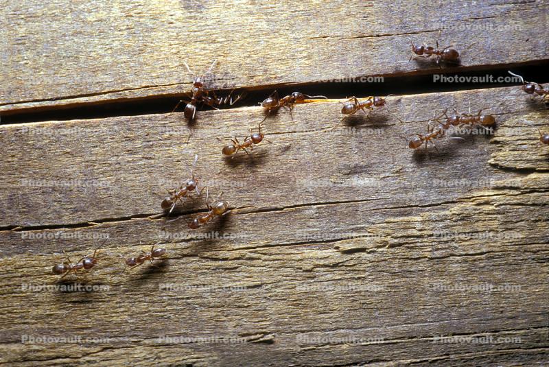 House Ants Walking on Wood between the slats