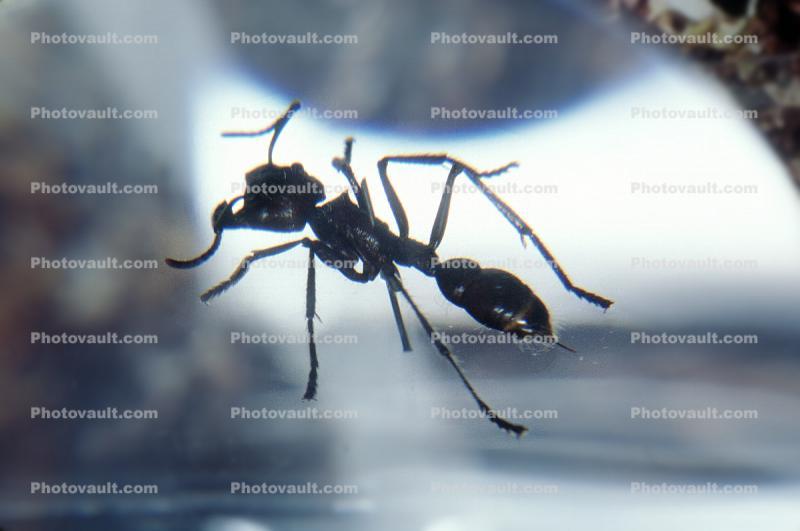 Bullet Ant, (Dinoponera quadriceps)