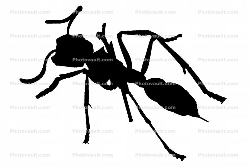 Bullet Ant silhouette, shape