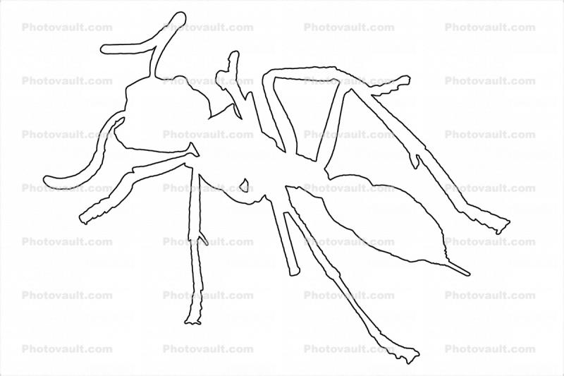 Bullet Ant outline, line drawing