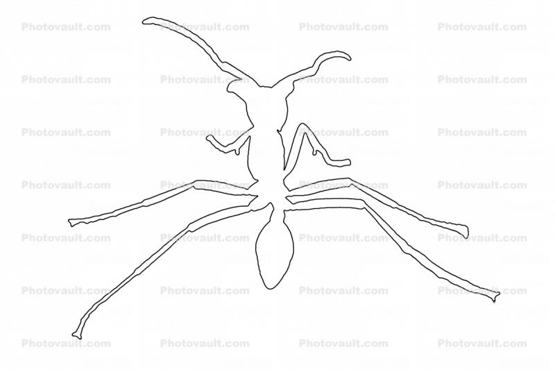 Ant outline, line drawing