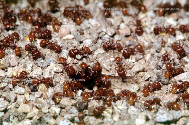 Harvester Ant Colony, (Pogonomyrmex californicus)