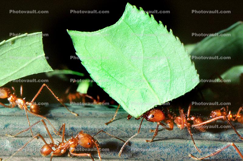 Leaf-cutter Ant, (Atta cephalotes), Formicidae