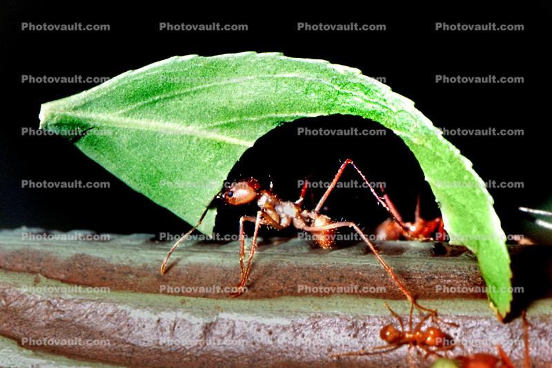 Leaf-cutter Ant, (Atta cephalotes), Formicidae