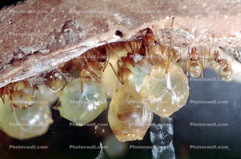 Honeypot Ants, (Myrmecocystus mexicanus)