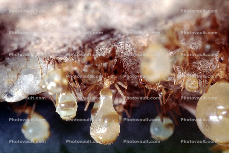 Honeypot Ants, (Myrmecocystus mexicanus)