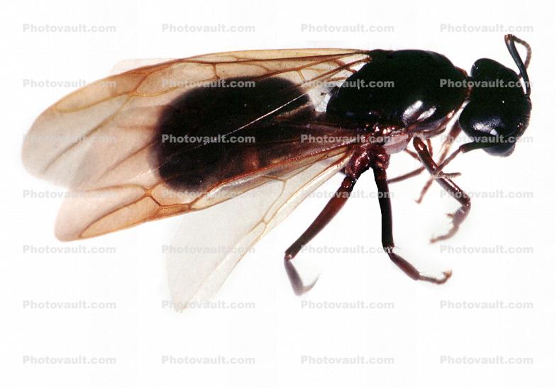 Winged Carpenter Ant, (Camponotus vicinus)