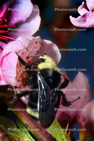 Bumblebee, Apple Blossom flower