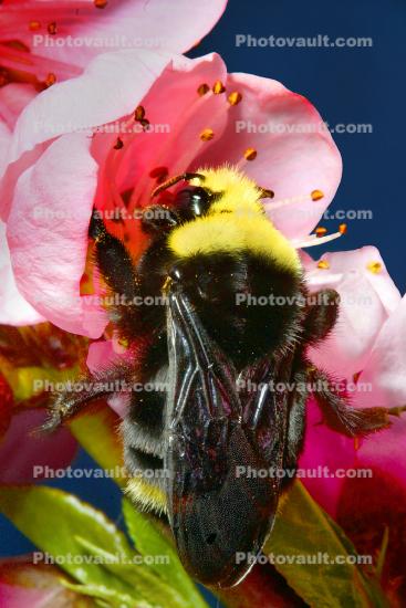 Bumblebee, Apple Blossom flower