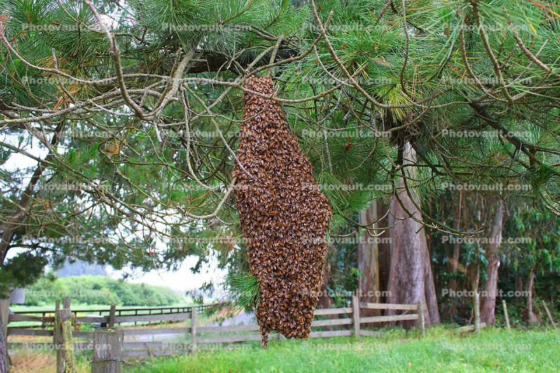 Hanging Bee Colony