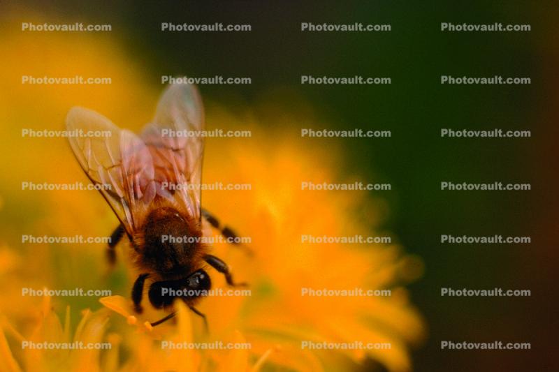 Honey Bee on a Flower, wings