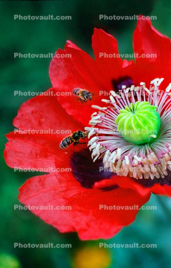 Honey Bee, Poppy Flower, the garden at Esalen Institute, Big Sur, California