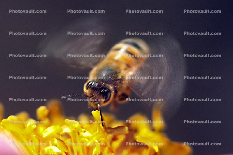 Honey Bee, Flight
