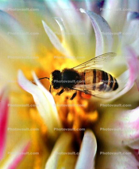 Bee Gathering Pollen in the Center of a Flower