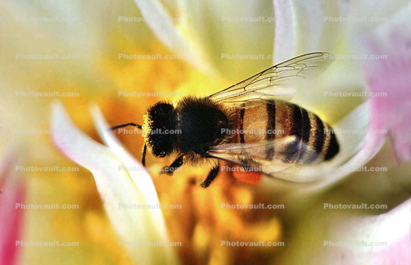 Pollen, Bee Gathering in the Center of a Flower