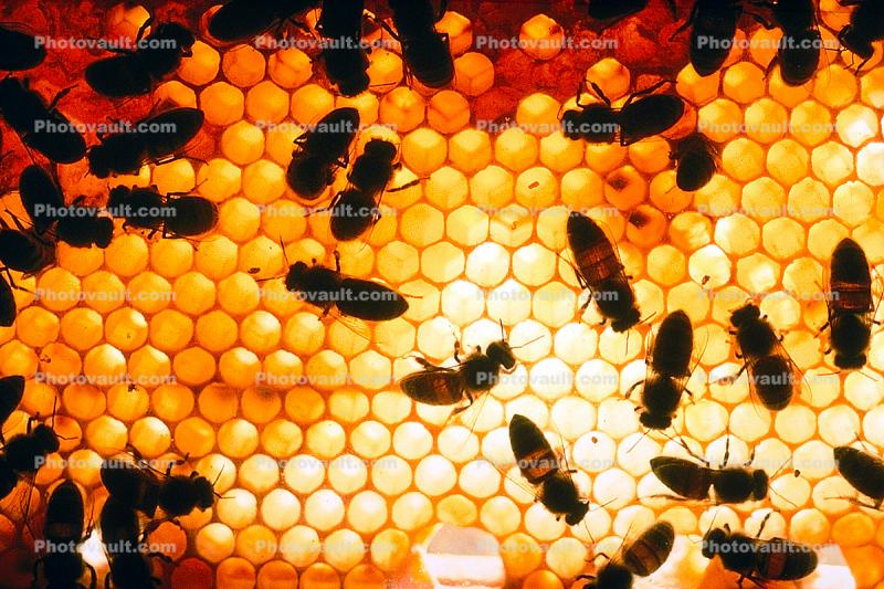 Honey Bee, Hexagons, Hive, Honeycomb