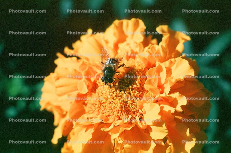 Honey Bee, Marigold