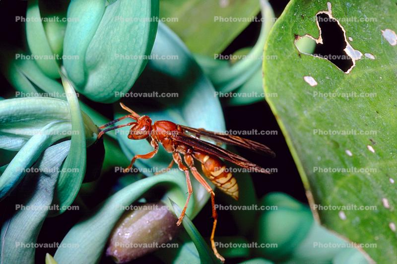 Wasp, Cuernavaca, Mexico