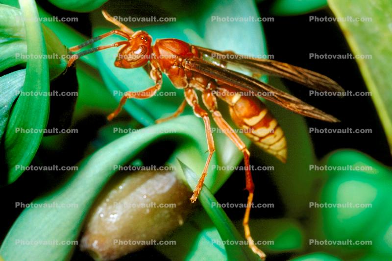 Wasp, Cuernavaca, Mexico