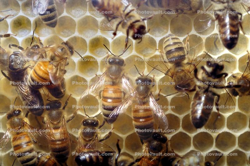 Bee Keeping, Honey Bees